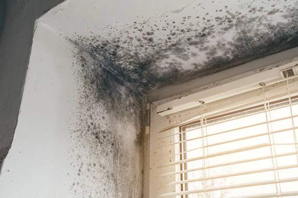 Affordable Attic Mold Remediation solutions in Woodbine, NJ