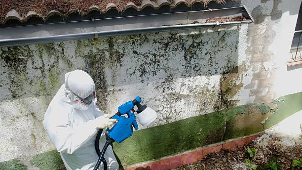 Top rated local Attic Mold Remediation specialists in Woodbine, NJ